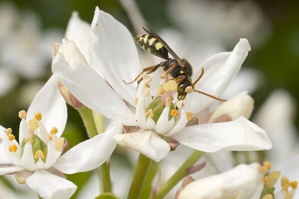 Nomada  /  Cuckoo Bee - feeding on flower - UK