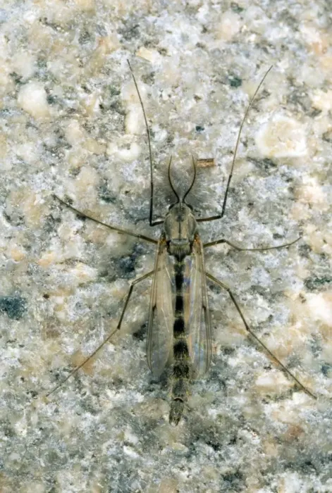 Framed Print : Non-biting Midge - UK Framed Print : Non-biting Midge - UK