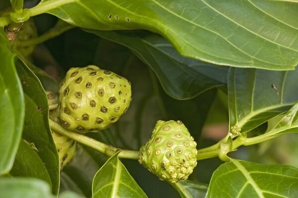 Noni  /  Indian mulberry. Medicinal for many purposes. Costa Rica