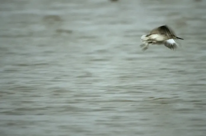 Framed Print : Nordmann's Greenshank - in flight Mai Po, Hong Kong Framed Print : Nordmann's Greenshank - in flight Mai Po, Hong Kong