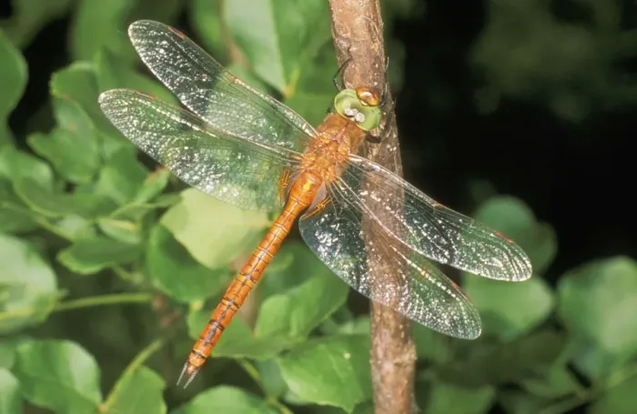Framed Print : Norfolk Hawker Dragonfly USH 324 Male Aeshna isosceles © Duncan Usher / ardea. com Framed Print : Norfolk Hawker Dragonfly USH 324 Male Aeshna isosceles © Duncan Usher / ardea. com