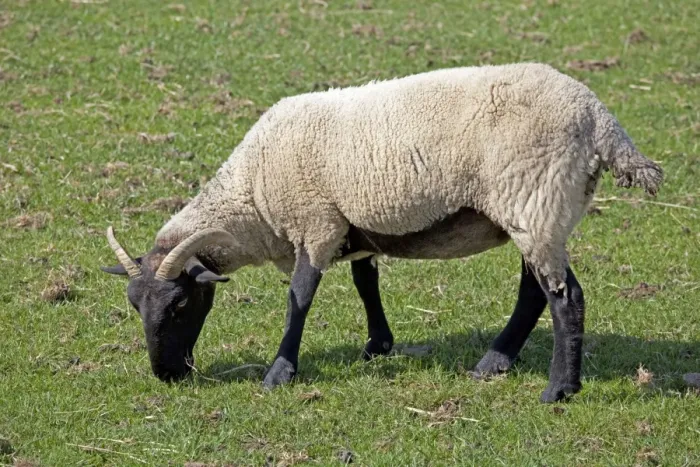 Framed Print : Norfolk horn black faced sheep - grazing - Cotswold Farm Park - UK Framed Print : Norfolk horn black faced sheep - grazing - Cotswold Farm Park - UK