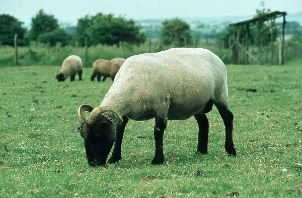 Norfolk Horn Sheep Rare breed UK