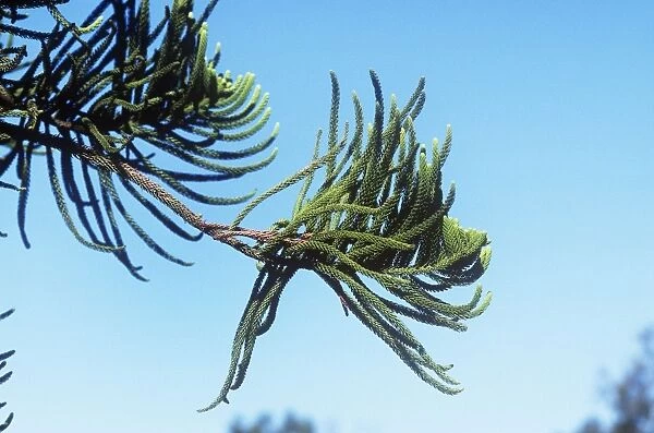 Norfolk Island Pine - with new leaf growth at end of the branch - Norfolk Island - South Pacific