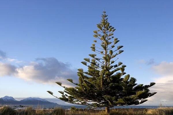 Norfolk Island Pine. Photographed on the Kaikoura Peninsula, New Zealand
