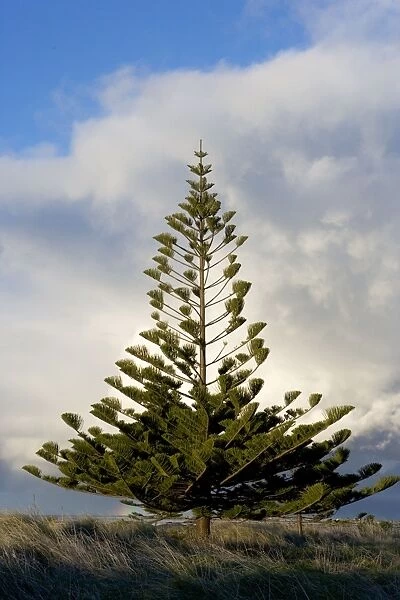 Norfolk Island Pine. Photographed on the Kaikoura Peninsula, New Zealand