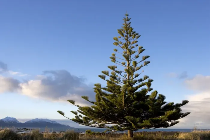 Framed Print : Norfolk Island Pine. Photographed on the Kaikoura Peninsula, New Zealand Framed Print : Norfolk Island Pine. Photographed on the Kaikoura Peninsula, New Zealand