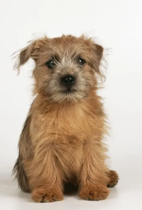 Framed Print : Norfolk Terrier Dog JD 16470 Puppy © John Daniels / ardea. com Framed Print : Norfolk Terrier Dog JD 16470 Puppy © John Daniels / ardea. com