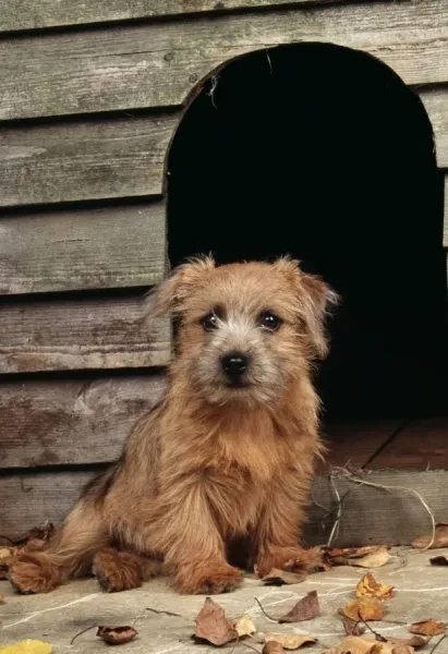 Norfolk Terrier Puppy Outside Kennel. Prints from Ardea
