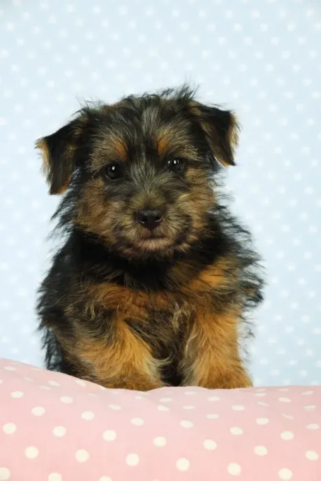 Framed Print : Norfolk Terrier Dog - puppy Framed Print : Norfolk Terrier Dog - puppy