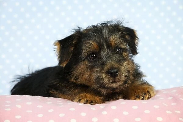 Norfolk Terrier Dog - puppy