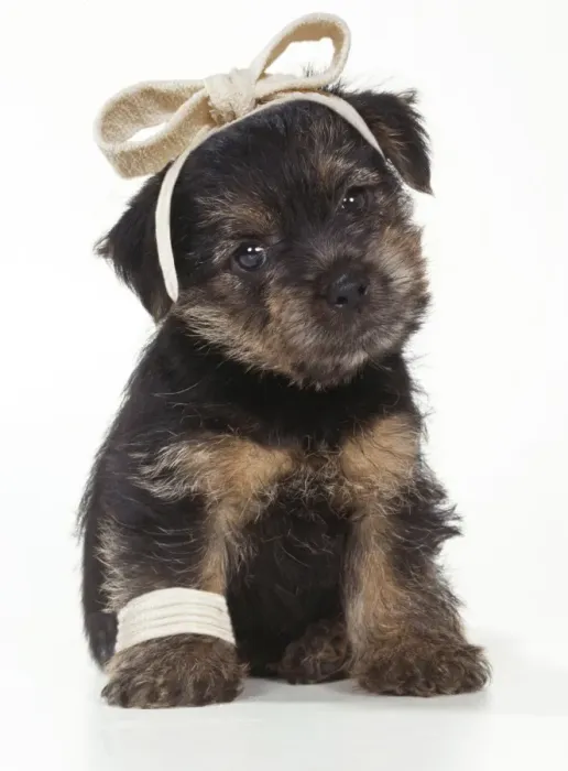 Framed Print : Norfolk Terrier Dog Puppy