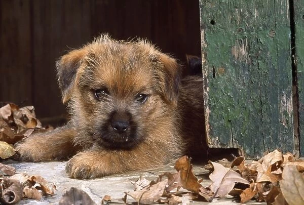 Norfolk Terrier Dog - puppy by barn door