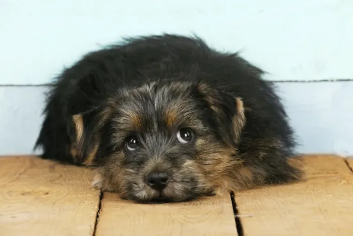 Framed Print : Norfolk Terrier Dog - puppy Digital Manipulation: changed background board colours