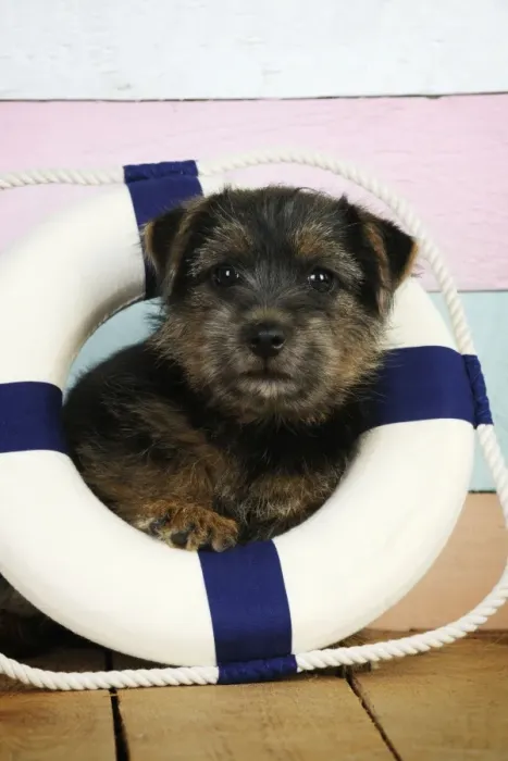 Framed Print : Norfolk Terrier Dog - puppy in rubber ring Framed Print : Norfolk Terrier Dog - puppy in rubber ring
