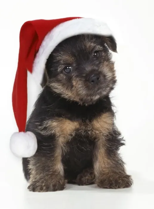Framed Print : Norfolk Terrier Dog - Puppy wearing Christmas hat Framed Print : Norfolk Terrier Dog - Puppy wearing Christmas hat
