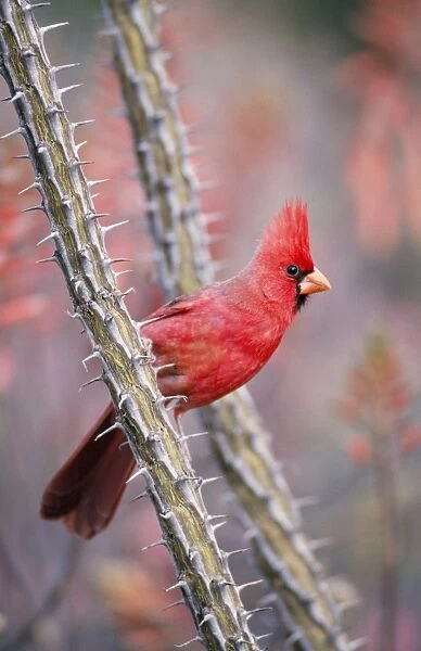 Norhtern Cardinal - Male Sonoran Desert, Arizona, USA