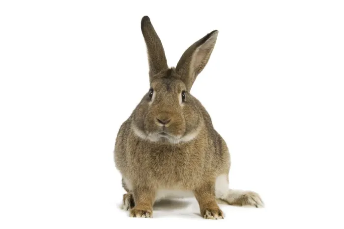 Framed Print : Normand Rabbit - in studio Framed Print : Normand Rabbit - in studio