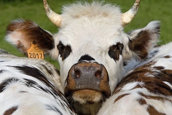 Normandy Cow - face