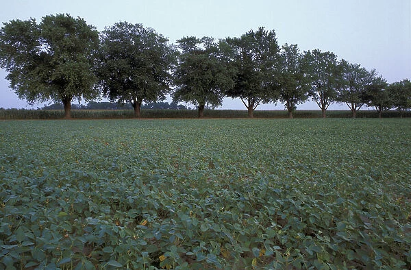 North America, US, MD, A field of soybeans