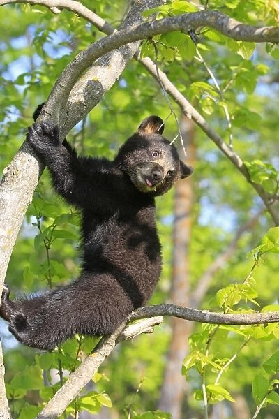 North American Black Bear - Spring cub 4 months old climbing tree for security. Minnesota - United States