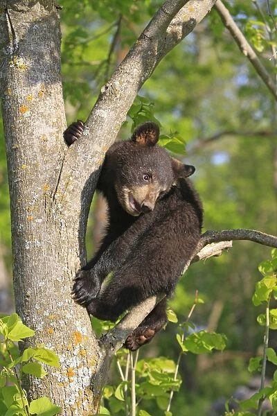 North American Black Bear - Spring cub 4 months old climbing tree for security. Minnesota - United States