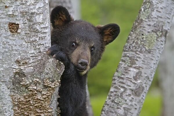 North American Black Bear - Spring cub 4 months climbing tree for security. Minnesota - United States