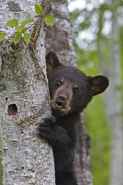 North American Black Bear - Spring cub 4 months climbing tree for security. Minnesota - United States