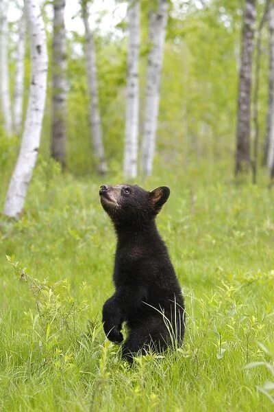 North American Black Bear - Spring cub 4 months. Minnesota - United States