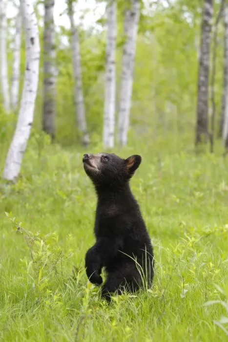 Framed Print : North American Black Bear - Spring cub 4 months. Minnesota - United States Framed Print : North American Black Bear - Spring cub 4 months. Minnesota - United States