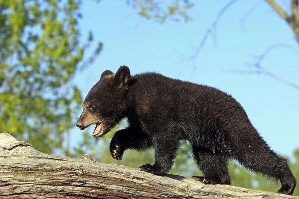 North American Black Bear - Spring cub 4 months old. Minnesota - United States