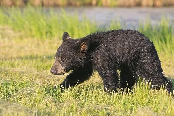 North American Black Bear - Spring cub 4 months wet from water. Minnesota - United States
