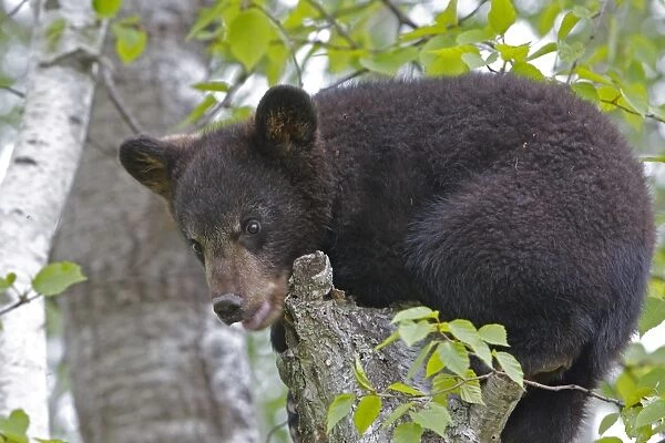 North American Black Bear - Spring cub 4 months balancing on tree stump. Minnesota - United States