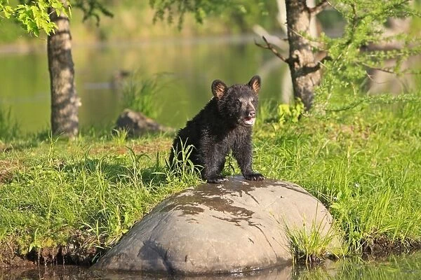 North American Black Bear - Spring cub 4 months by water. Minnesota - United States
