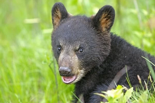 North American Black Bear - Spring cub 4 months. Minnesota - United States