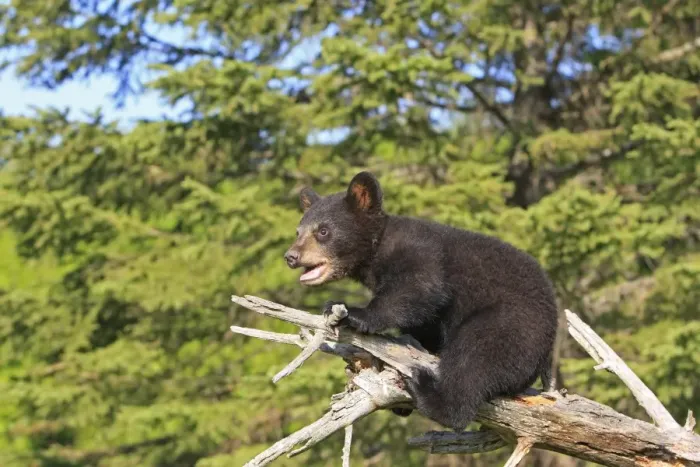 Framed Print : North American Black Bear - Spring cub 4 months old. Minnesota - United States Framed Print : North American Black Bear - Spring cub 4 months old. Minnesota - United States