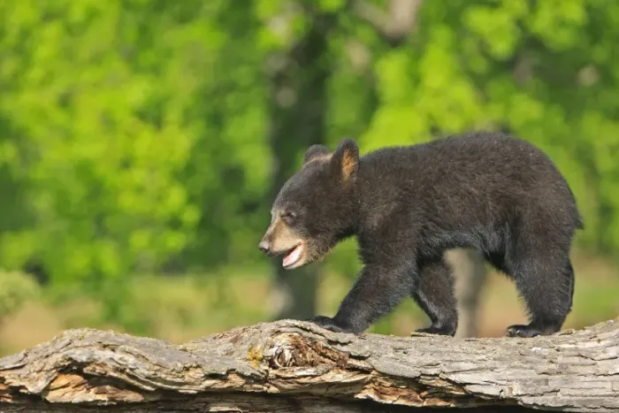 Framed Print : North American Black Bear - Spring cub 4 months old. Minnesota - United States Framed Print : North American Black Bear - Spring cub 4 months old. Minnesota - United States