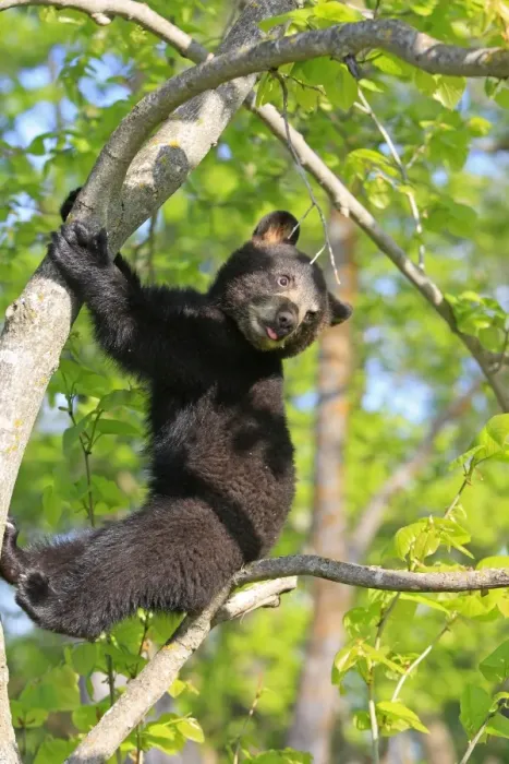 Framed Print : North American Black Bear - Spring cub 4 months old climbing tree for security. Minnesota - United States Framed Print : North American Black Bear - Spring cub 4 months old climbing tree for security. Minnesota - United States