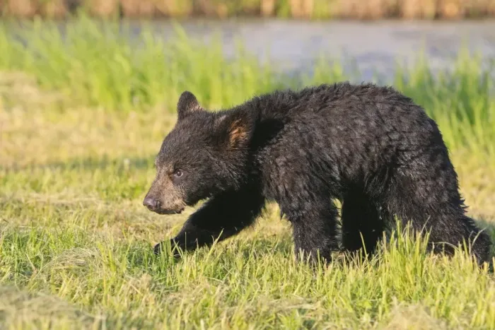 Framed Print : North American Black Bear - Spring cub 4 months wet from water. Minnesota - United States Framed Print : North American Black Bear - Spring cub 4 months wet from water. Minnesota - United States
