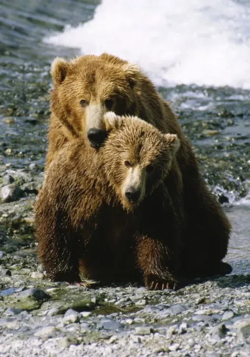 Framed Print : North American Brown Bear Framed Print : North American Brown Bear