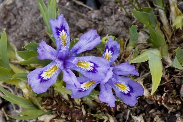 A north American Iris, Iris lacustris. USA