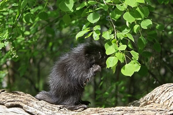 North American Porcupine - Baby. Montana - United States