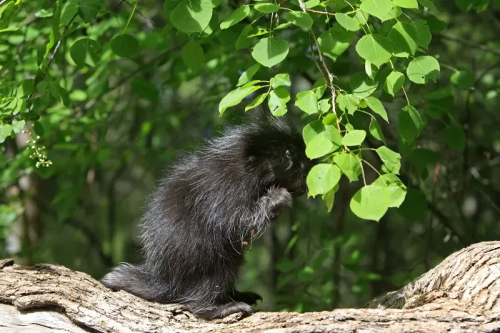 Framed Print : North American Porcupine - Baby. Montana - United States