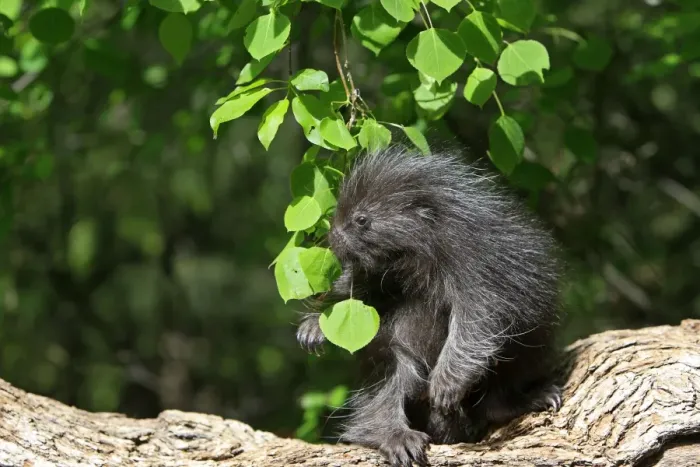 Framed Print : North American Porcupine - Baby. Montana - United States Framed Print : North American Porcupine - Baby. Montana - United States