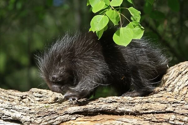 North American Porcupine - Baby. Montana - United States