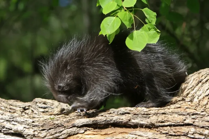 Framed Print : North American Porcupine - Baby. Montana - United States Framed Print : North American Porcupine - Baby. Montana - United States