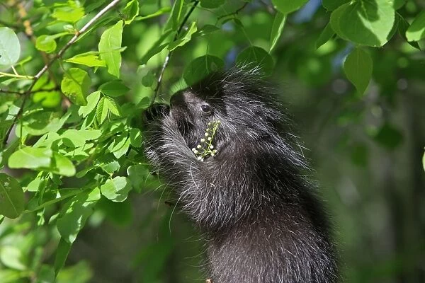 North American Porcupine - Baby eating leaves. Montana - United States