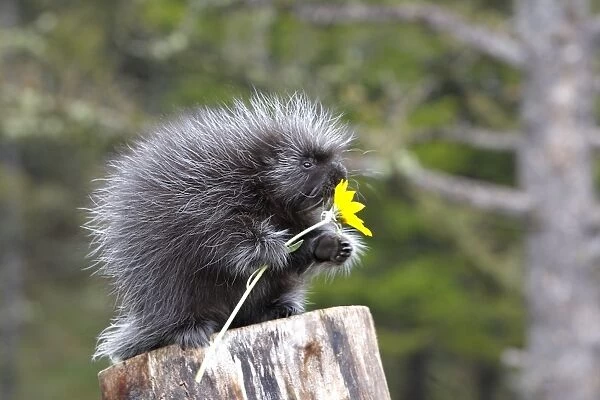 North American Porcupine - baby holding yellow flower. Montana - USA