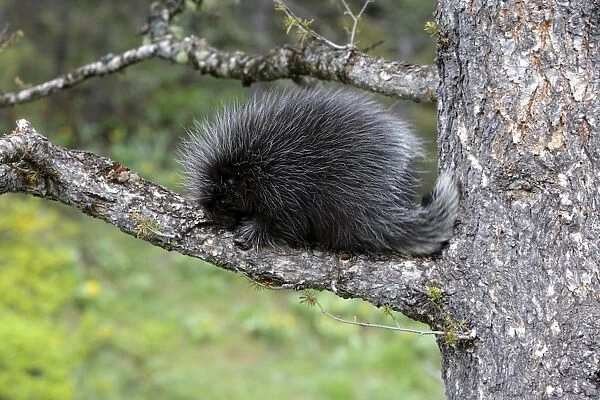 North American Porcupine - Baby. Montana - USA