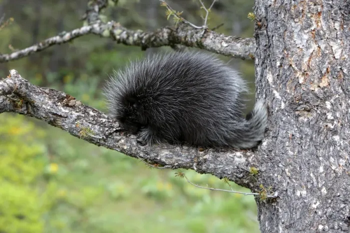 Framed Print : North American Porcupine - Baby. Montana - USA Framed Print : North American Porcupine - Baby. Montana - USA